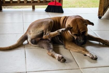 dog powder for itchy skin