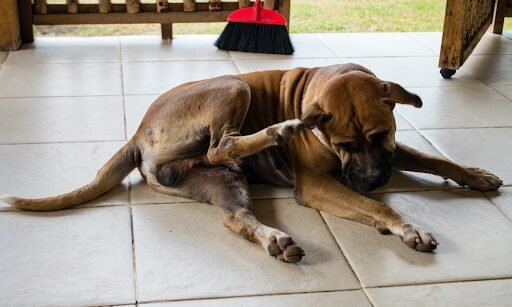 dog powder for itchy skin